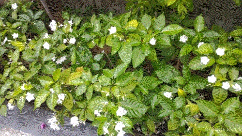 flower bushes